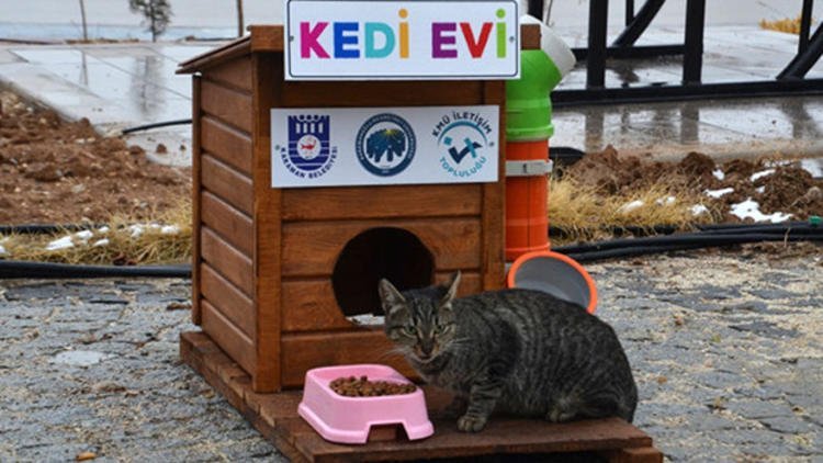 �niversite �?rencilerinden sokak hayvanlar?na ev