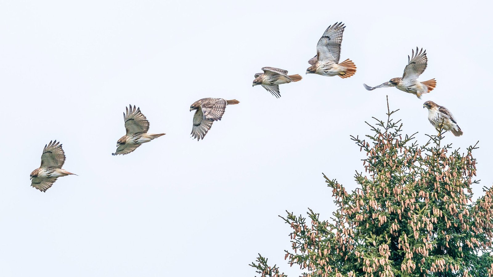 Photos reveal nature�s wonder at Arnold Arboretum